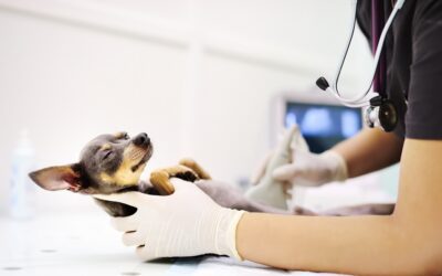 Pet Ultrasound Guide