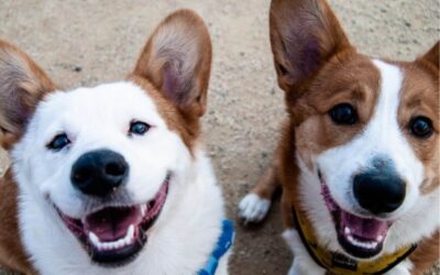 Omega-3 Benefits for Pets