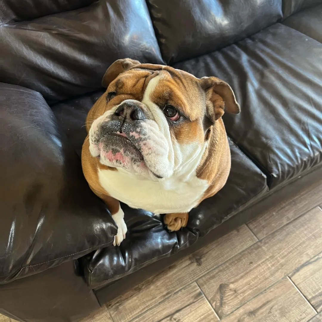 Brown and white bulldog sitting on a leather couch in the waiting area at Animal Medical and Surgical Hospital.