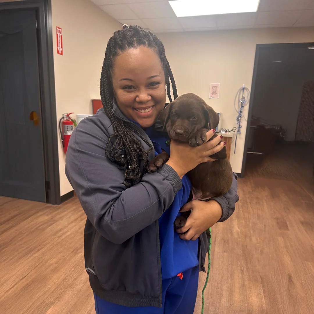 Veterinarian Dr. Brie Shillingford smiling and holding a chocolate lab puppy inside Animal Medical and Surgical Hospital.