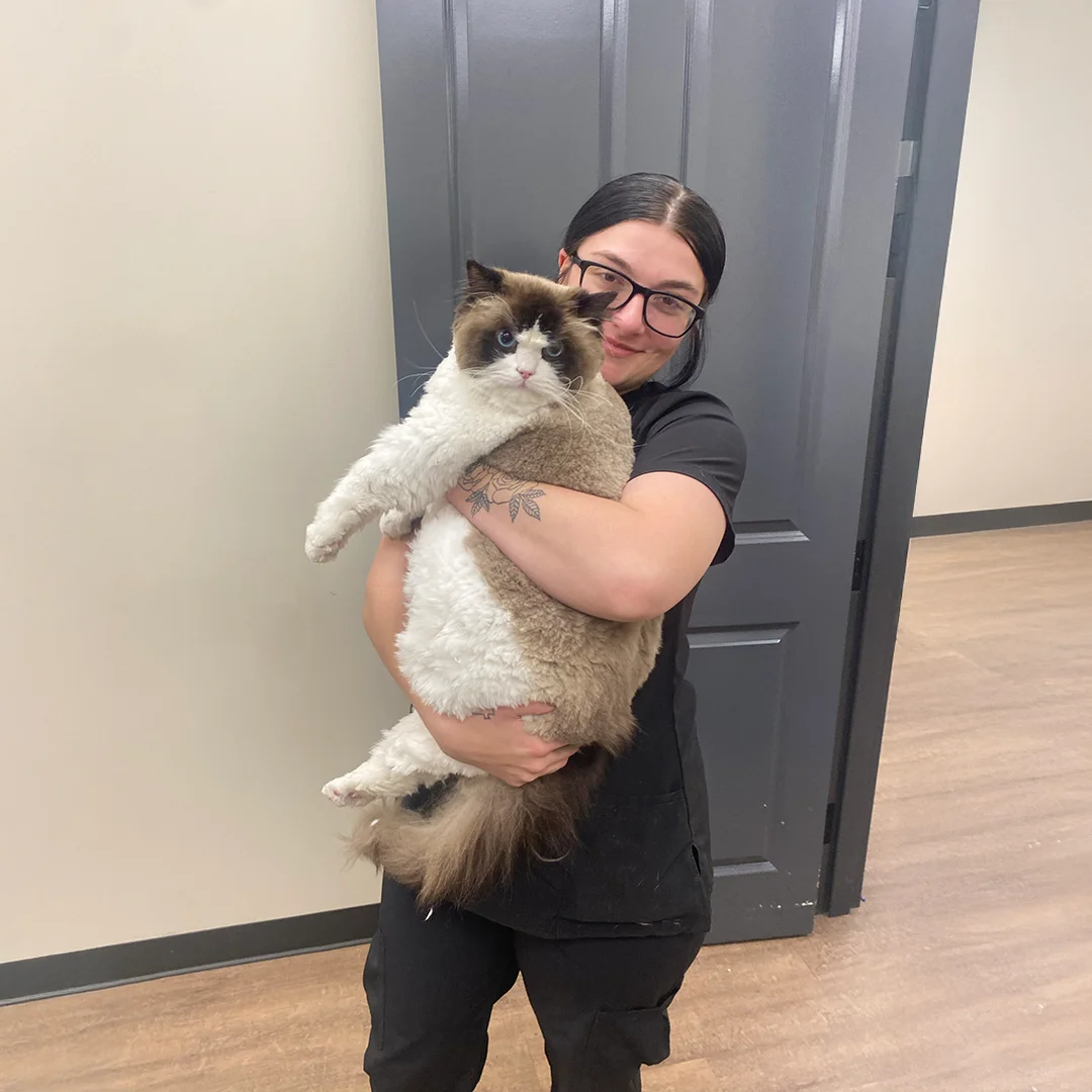 Receptionist Tiffany with Large Ragdoll Cat Receptionist Tiffany smiling while holding a large, fluffy Ragdoll cat inside Animal Medical and Surgical Hospital.