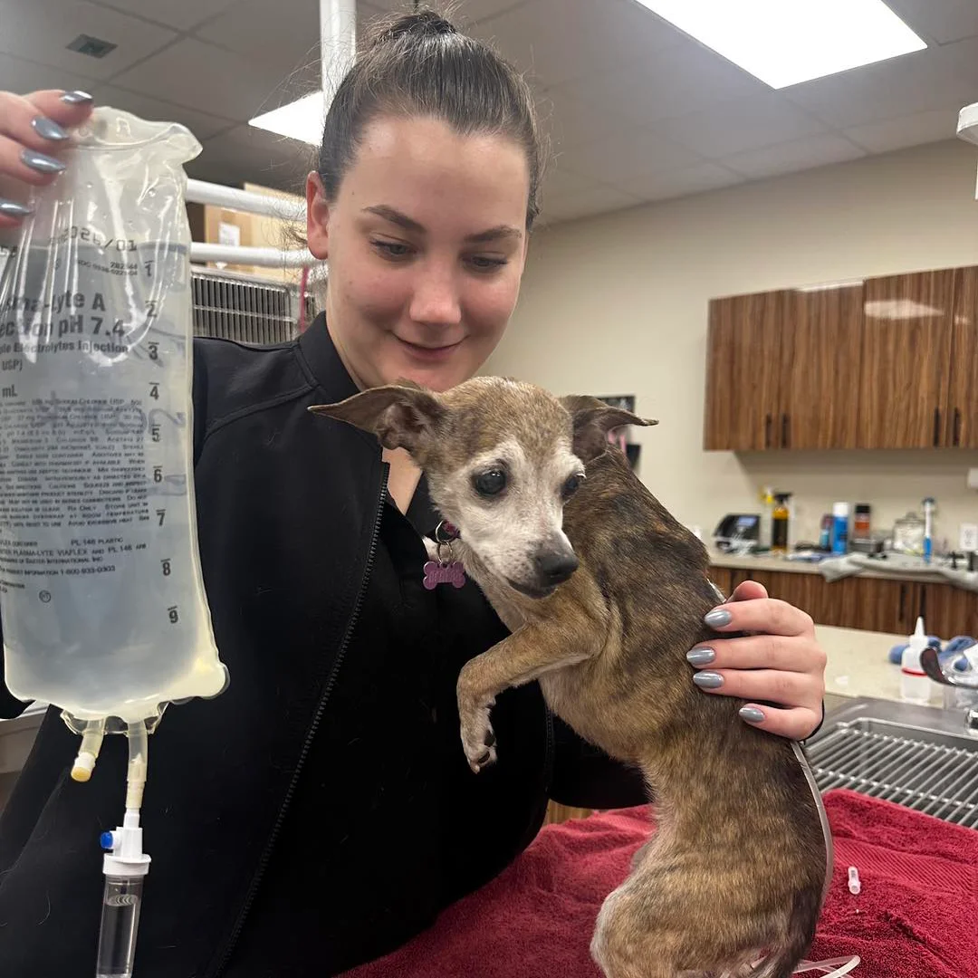 Veterinary staff member holding an IV bag while caring for a small senior dog receiving fluids at Animal Medical and Surgical Hospital.