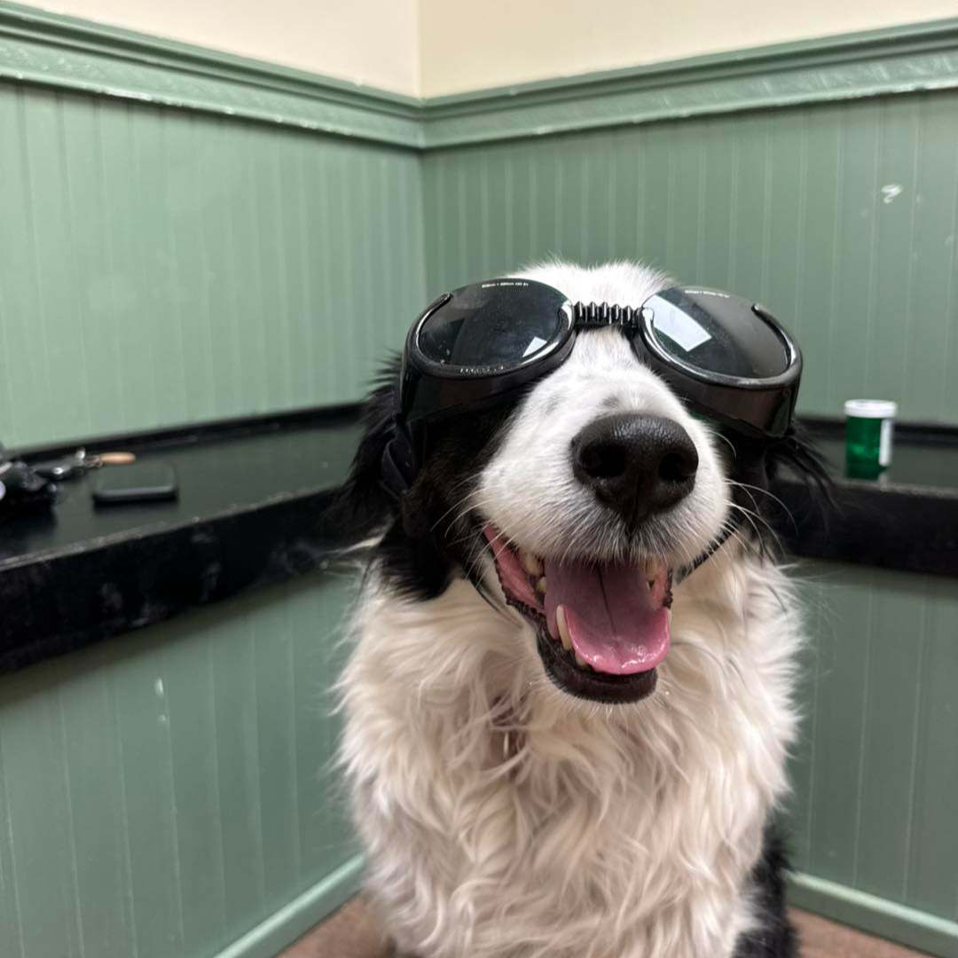 A black and white dog wearing sunglasses