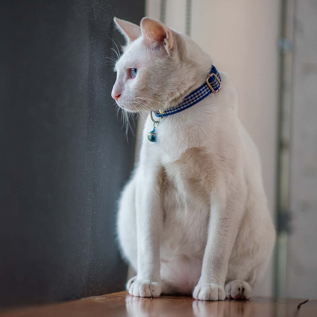 A cat with a blue collar sitting on a table
