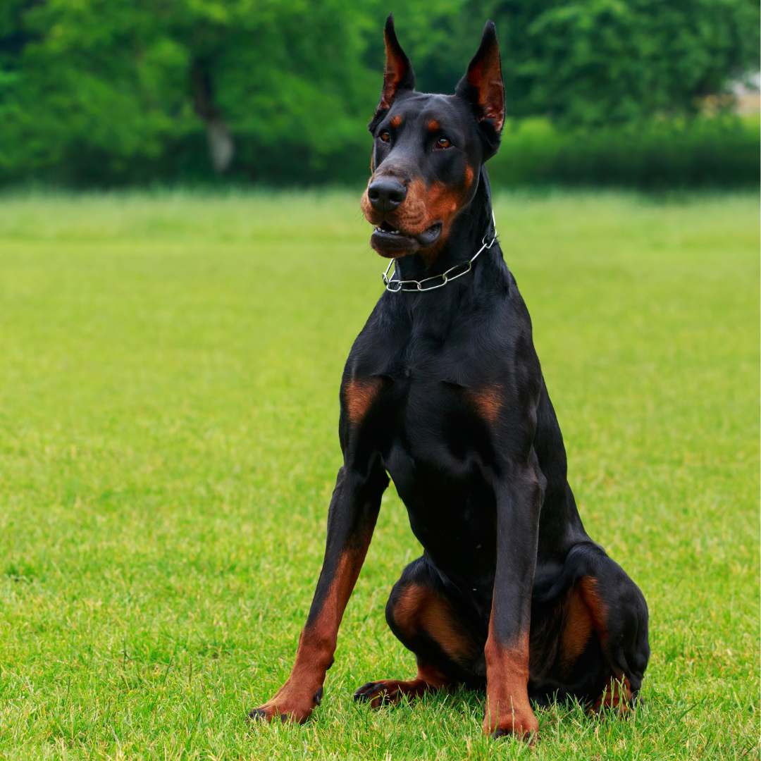 A doberman is sitting in the grass