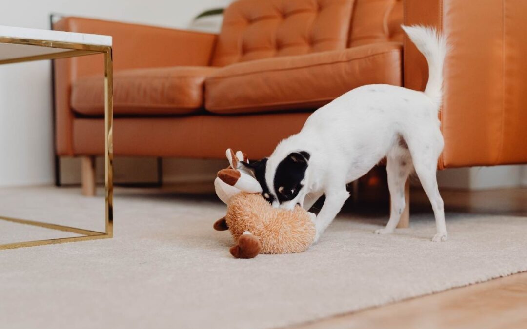 A dog playing with a stuffed animal in a living room
