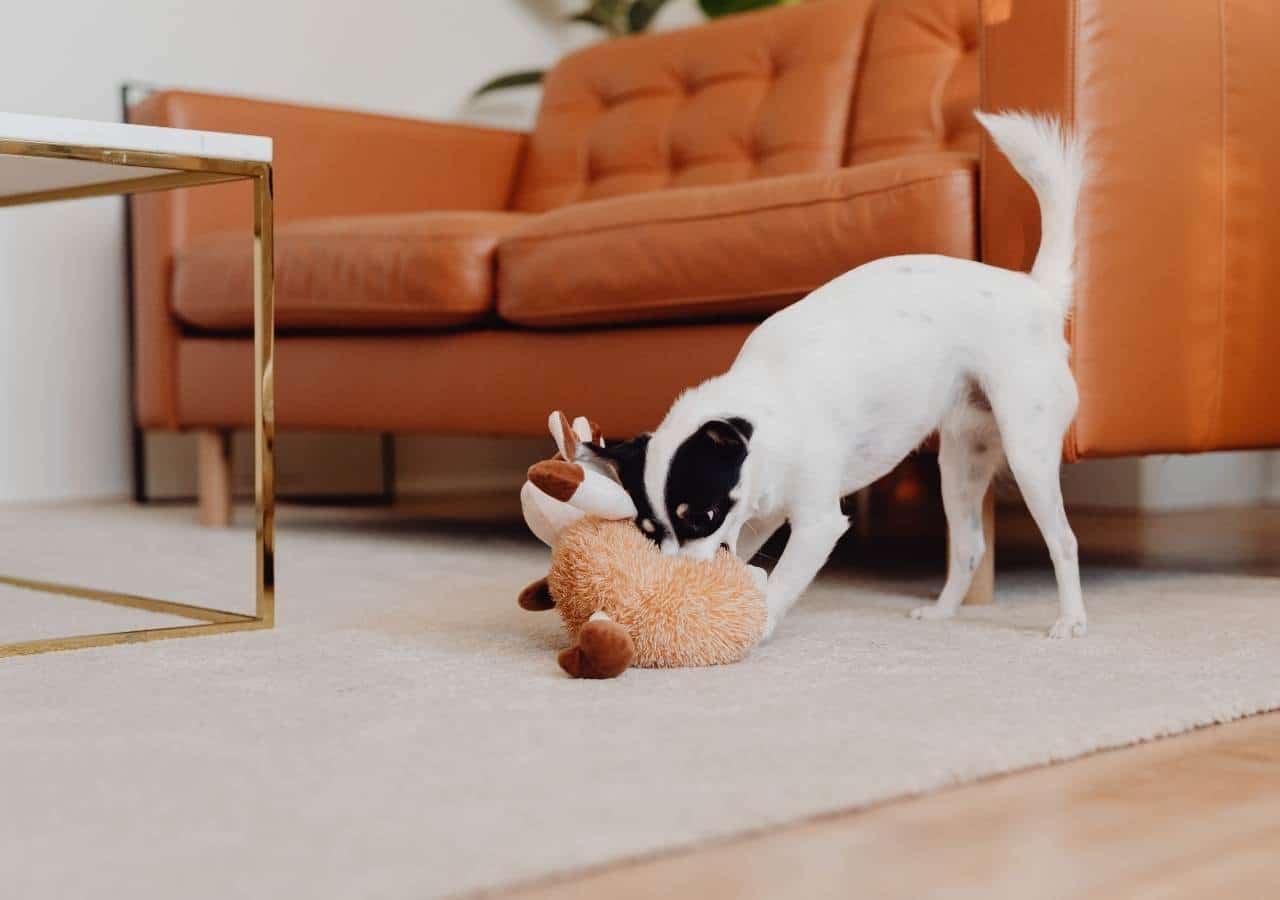A dog playing with a stuffed animal in a living room