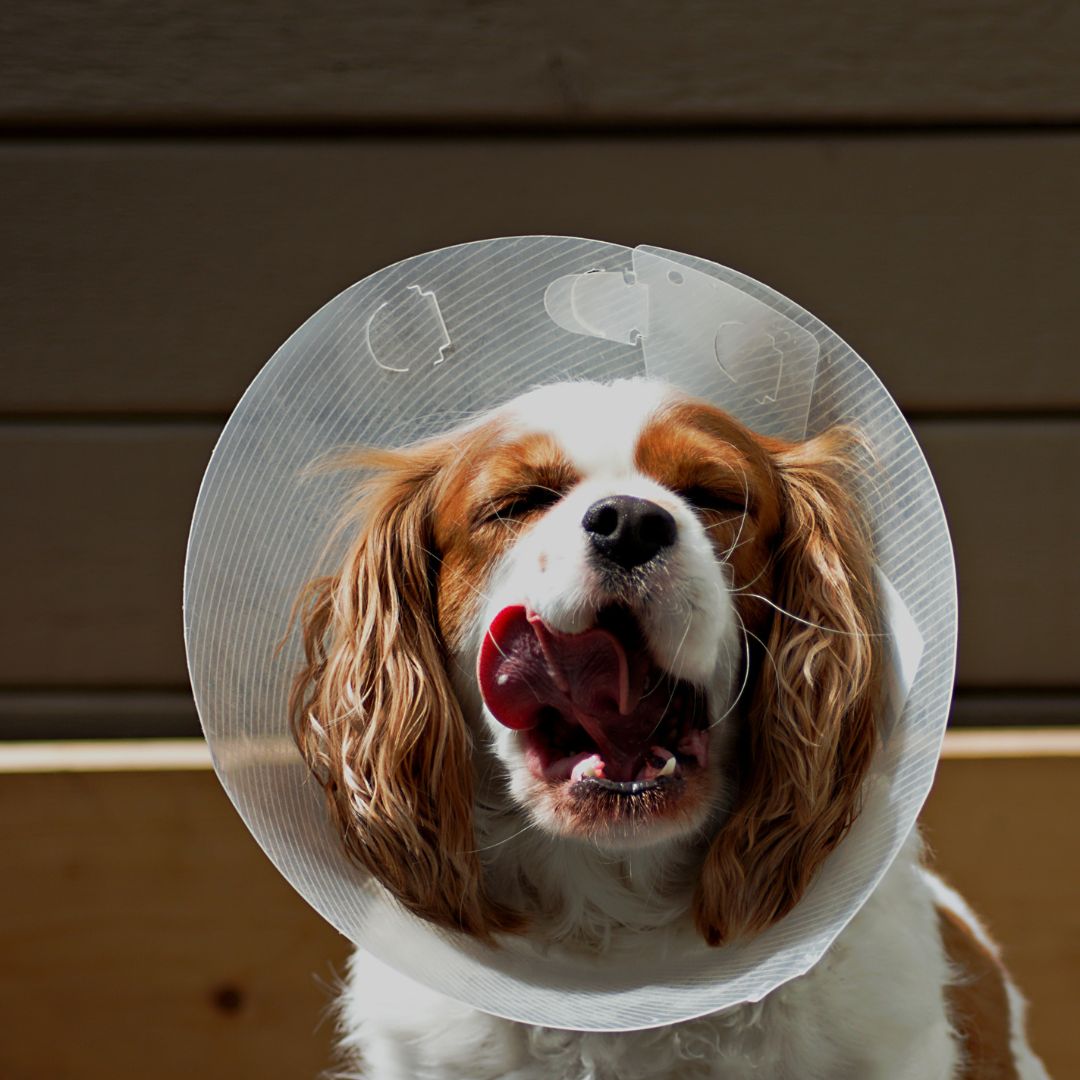 A dog with a cone on its head