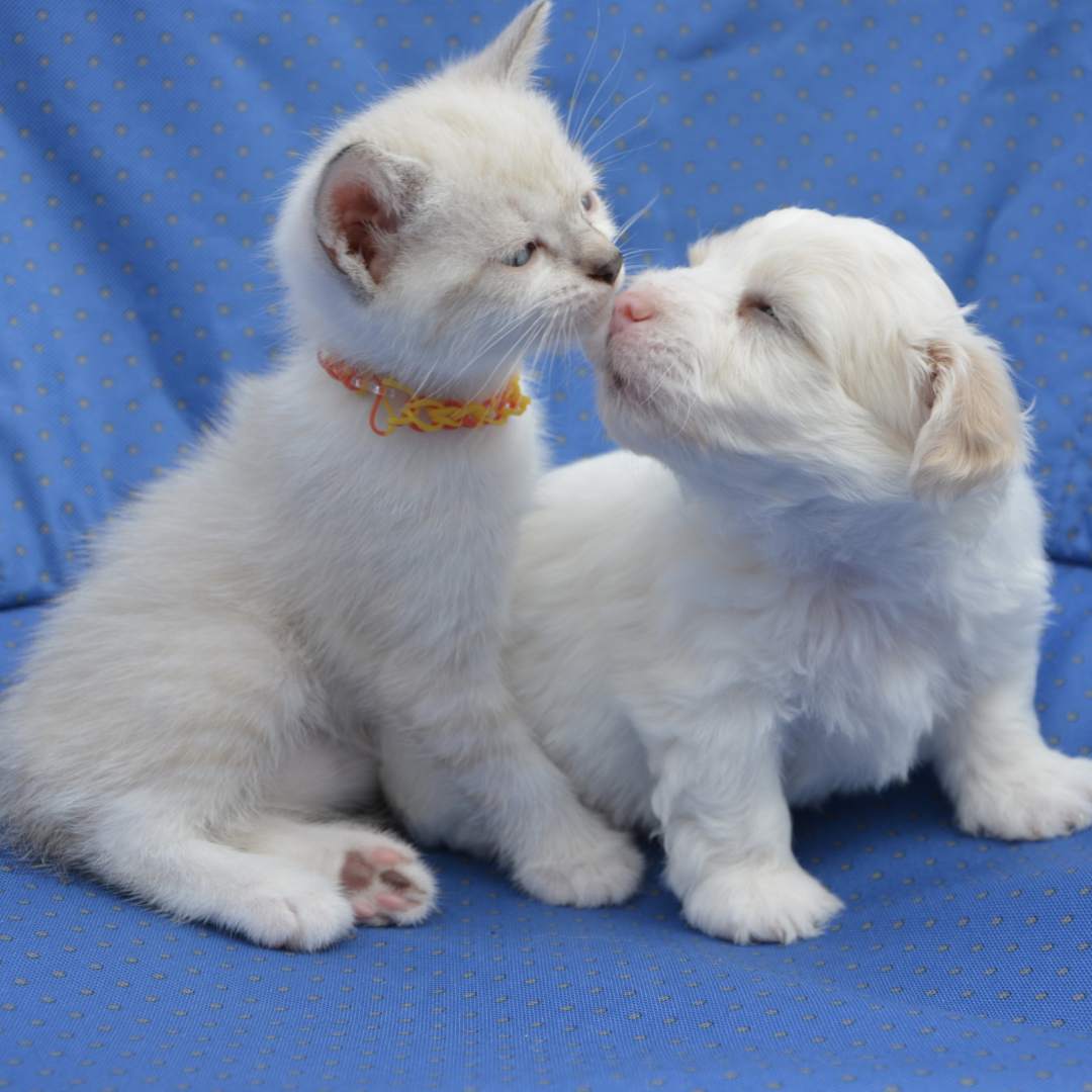 A kitten and a puppy are kissing on a blue blanket
