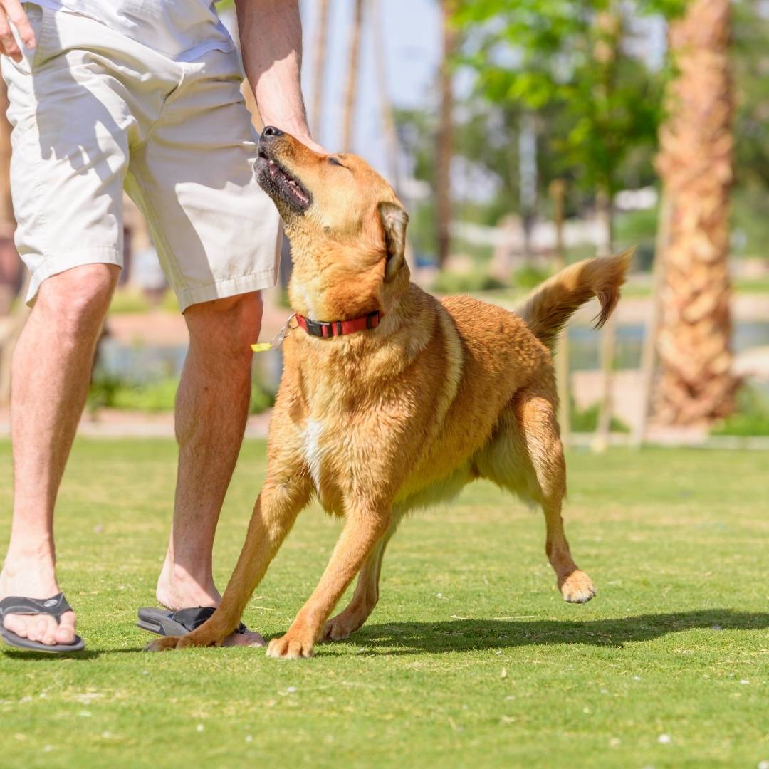 A person and their dog playing frisbee in the park