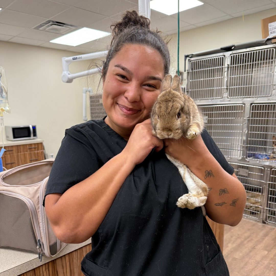 A person is holding a small rabbit in their arms