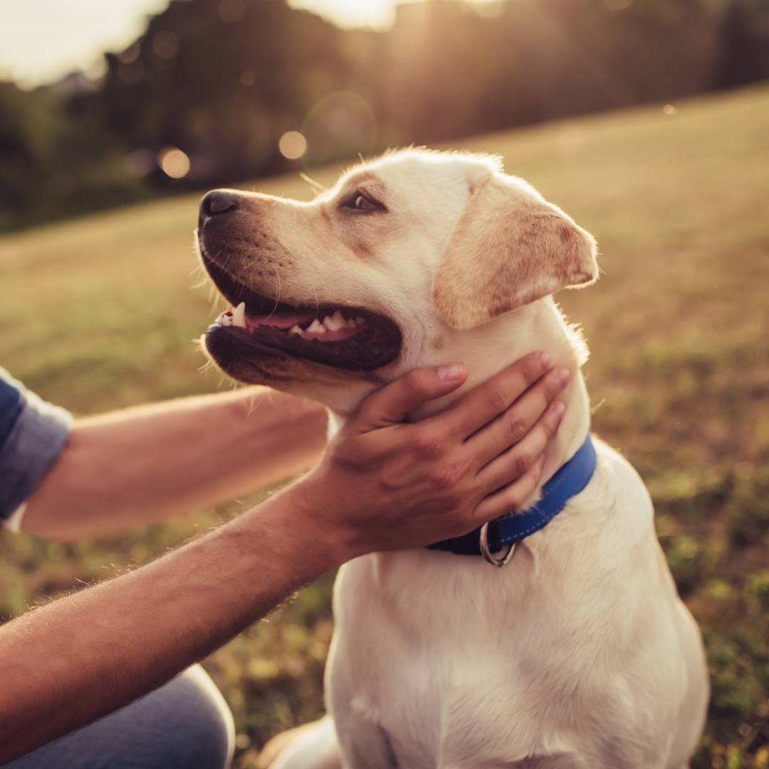 A person petting their dog in the park