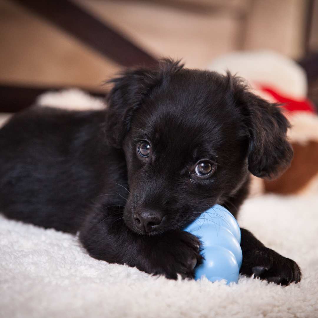 A puppy chewing on a blue toy