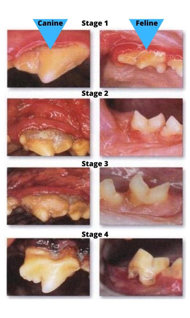 Periodontal Disease in Pets