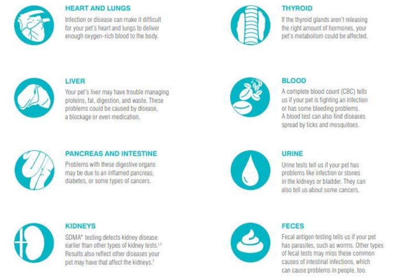 Preventative Pet Care