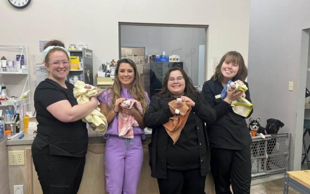 We Offer Breeding Services!