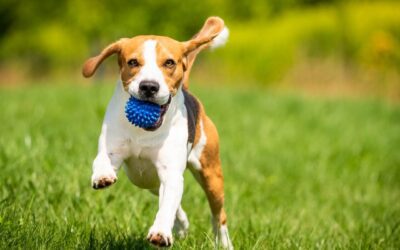 Overweight Pets Guide