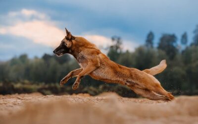 Pet Acupuncture Benefits