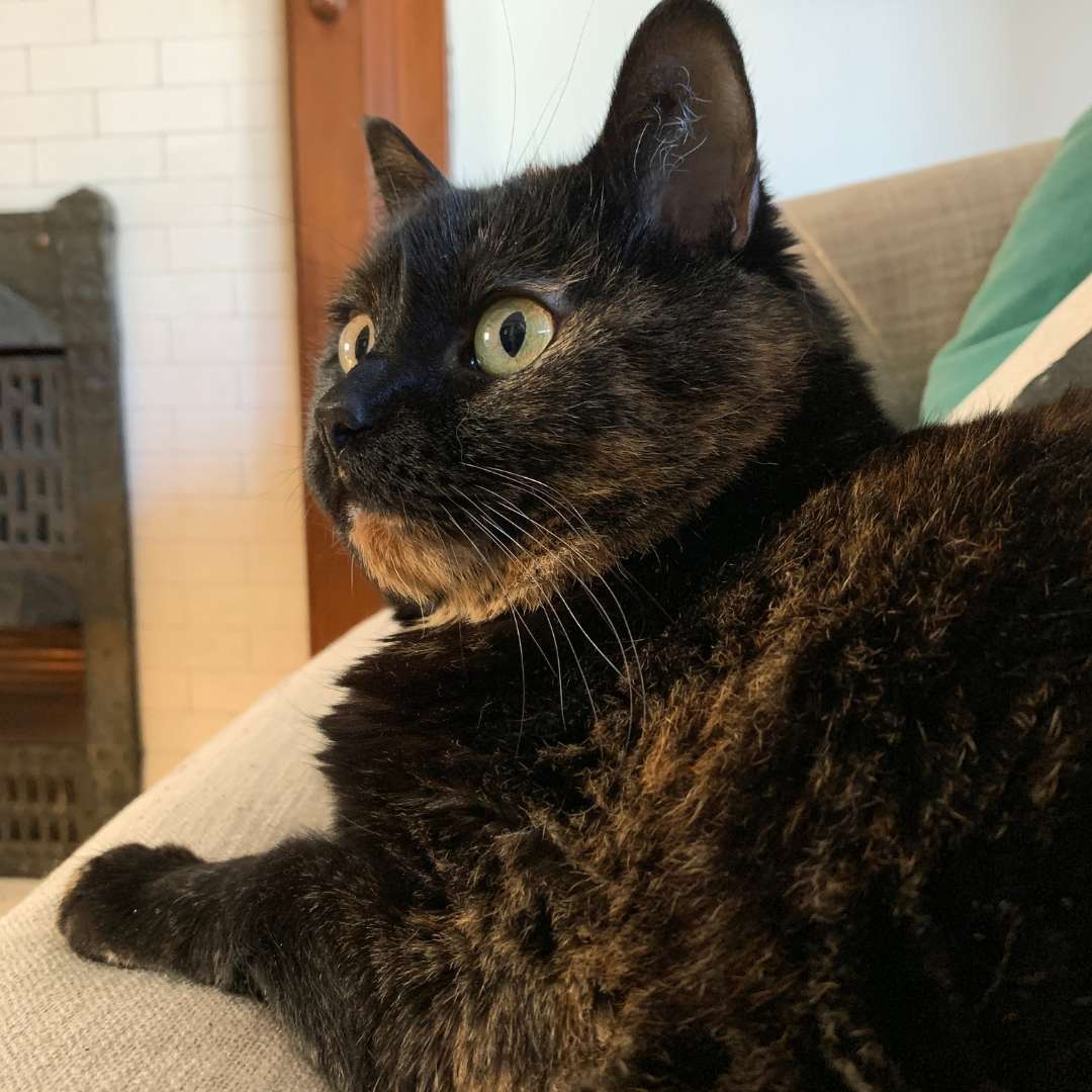 a black and brown cat sitting on top of a couch