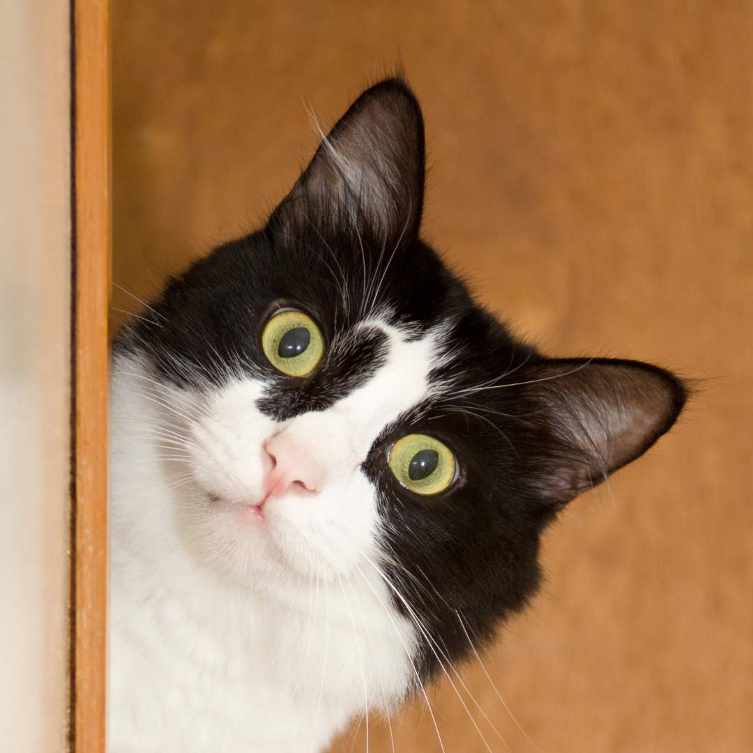 a black and white cat peeking out from behind a wooden door