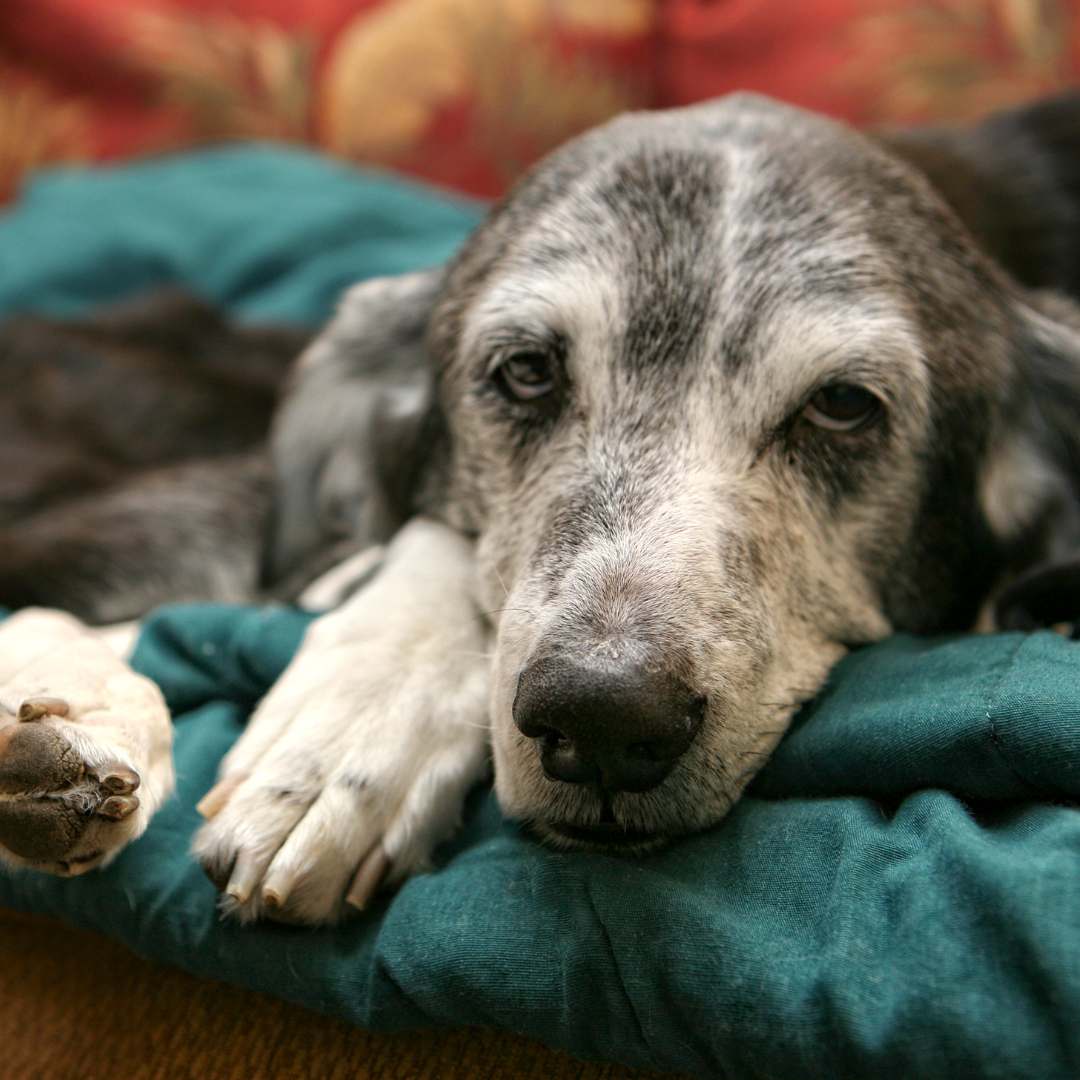 a black and white dog laying on top of a green blanket