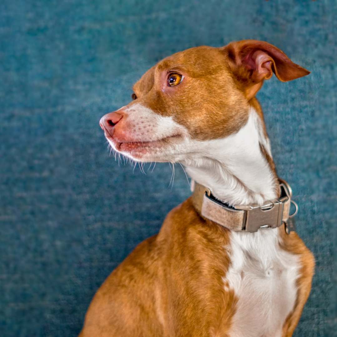 a brown and white dog wearing a collar