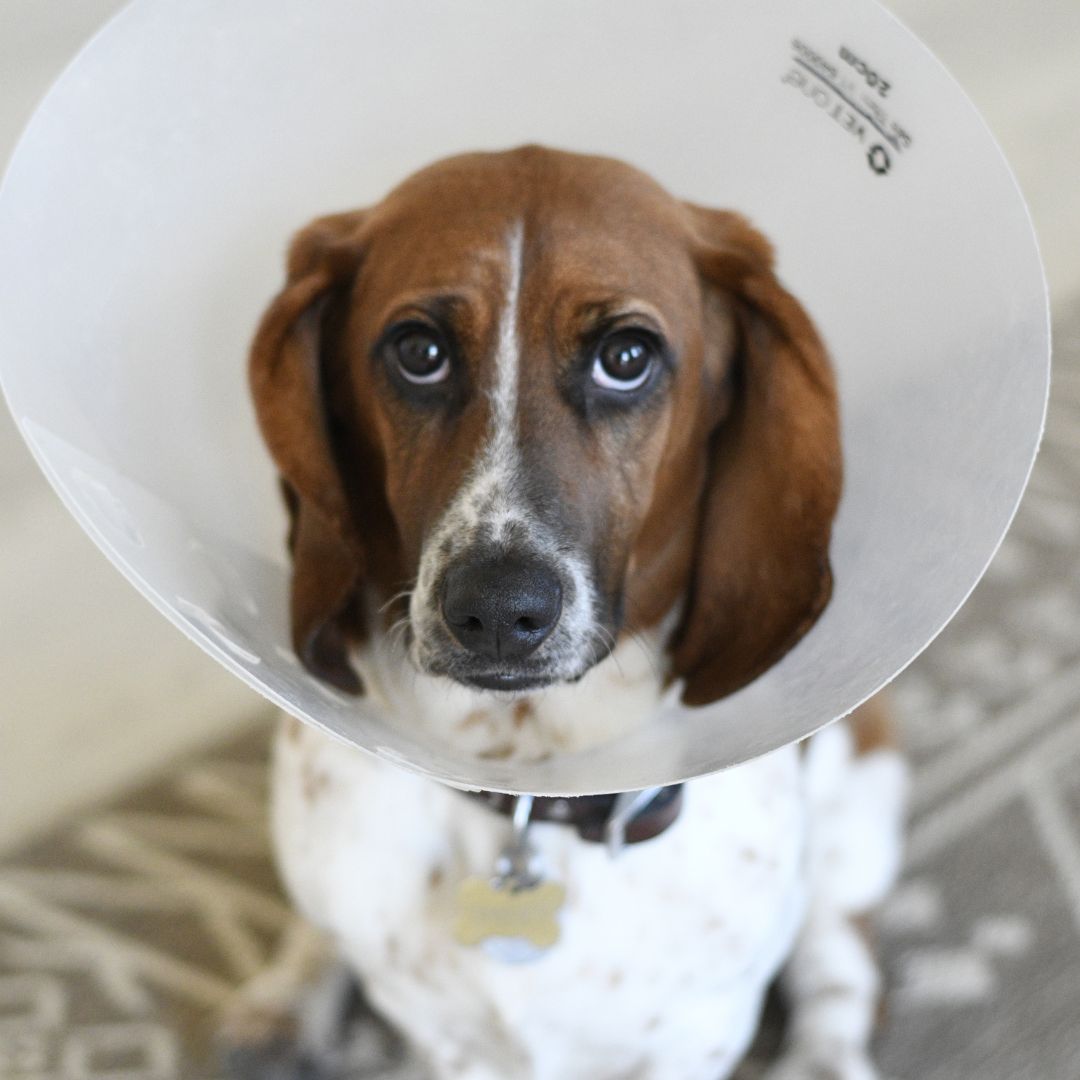 a brown and white dog wearing a cone on its head