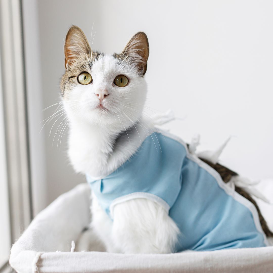 a cat in a blue dress sitting in a basket