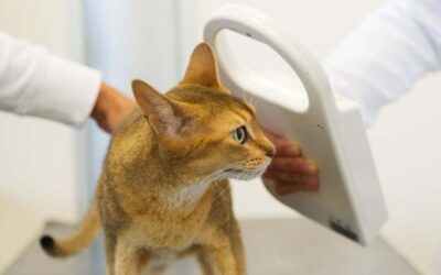 Pet Microchipping