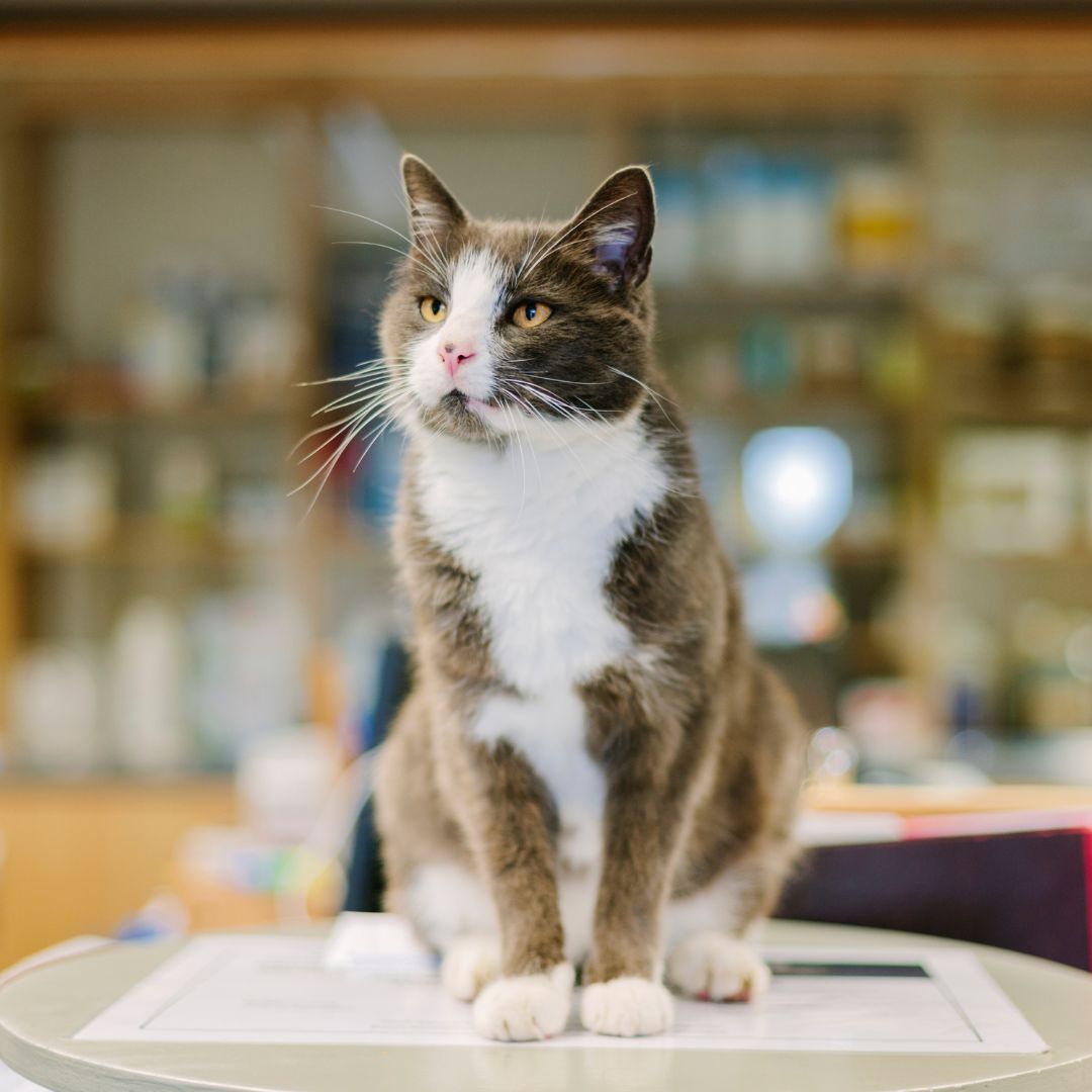 a cat sitting on top of a table in a lab