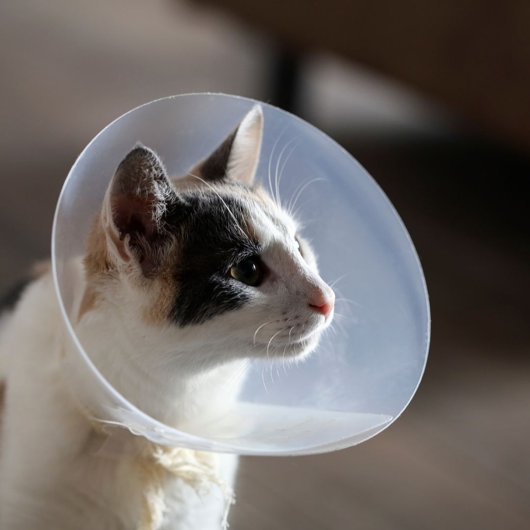 a cat wearing a cone on its head