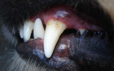 Pet Dental Awareness
