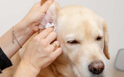 Parasite Prevention Tips