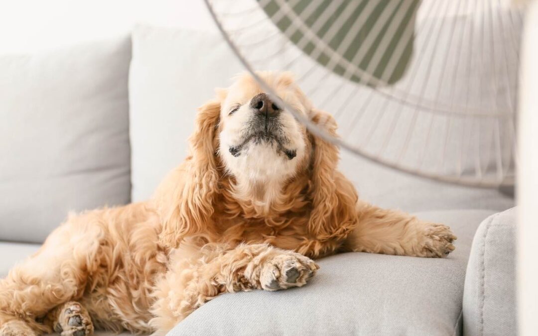 a dog laying on a couch next to a fan