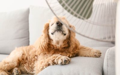 Periodontal Disease in Pets