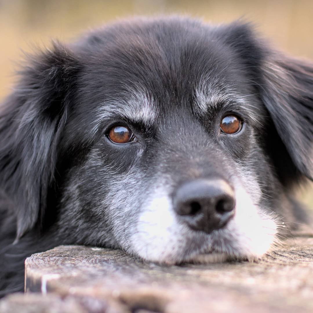 a dog laying on top of a log