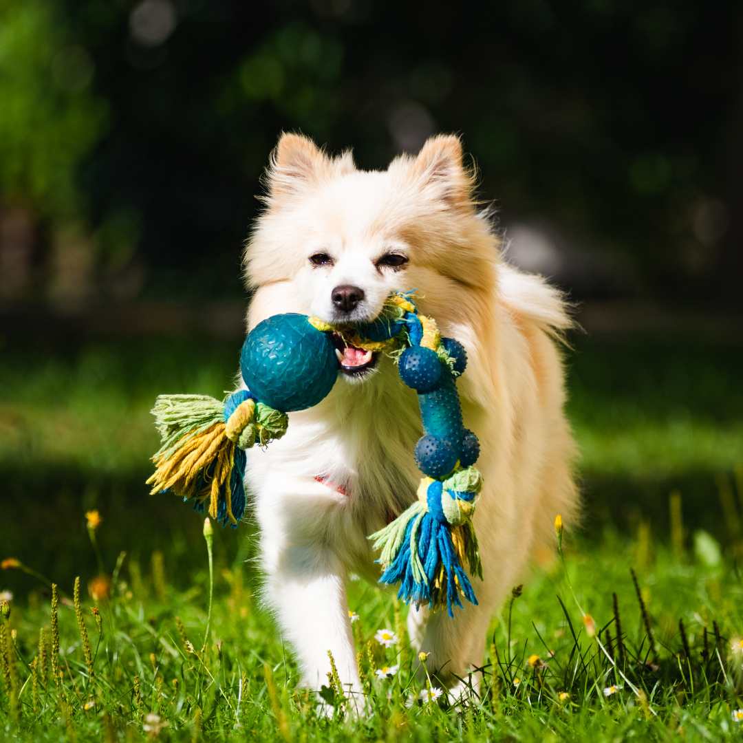a dog running through the grass