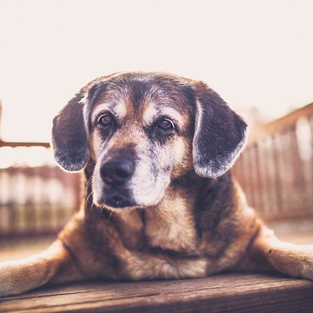 a dog sitting on a wooden deck