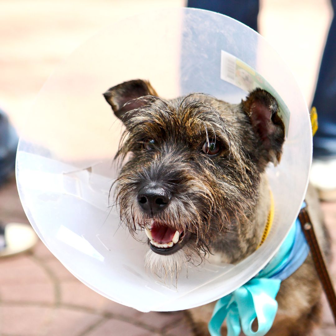 a dog wearing a cone on its head