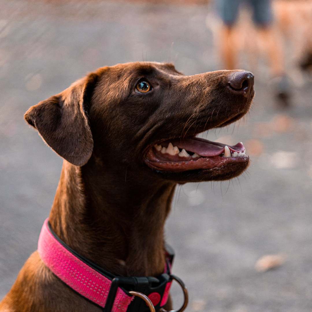 a dog wearing a pink collar