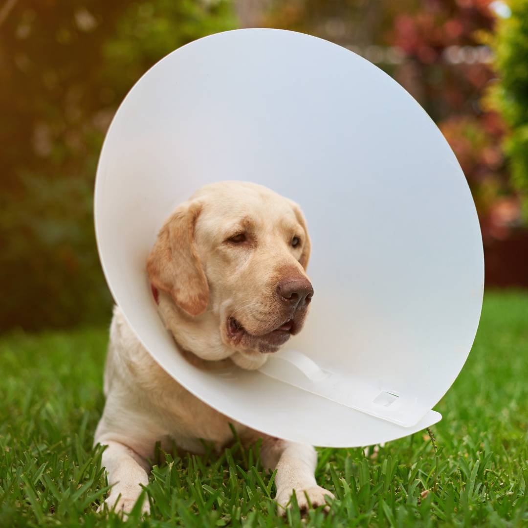a dog with a cone on its head in the grass
