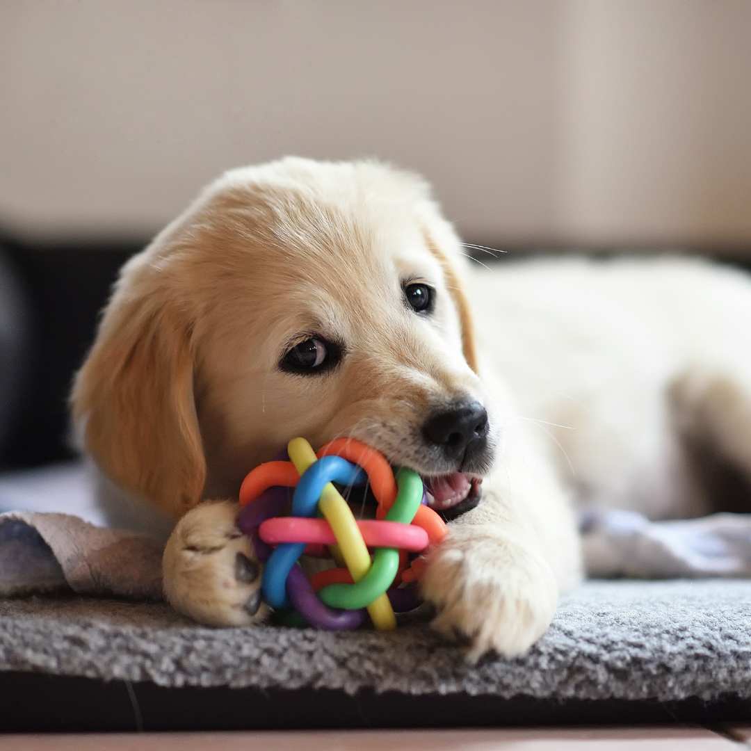 a golden retriever puppy chewing on a colorful toy