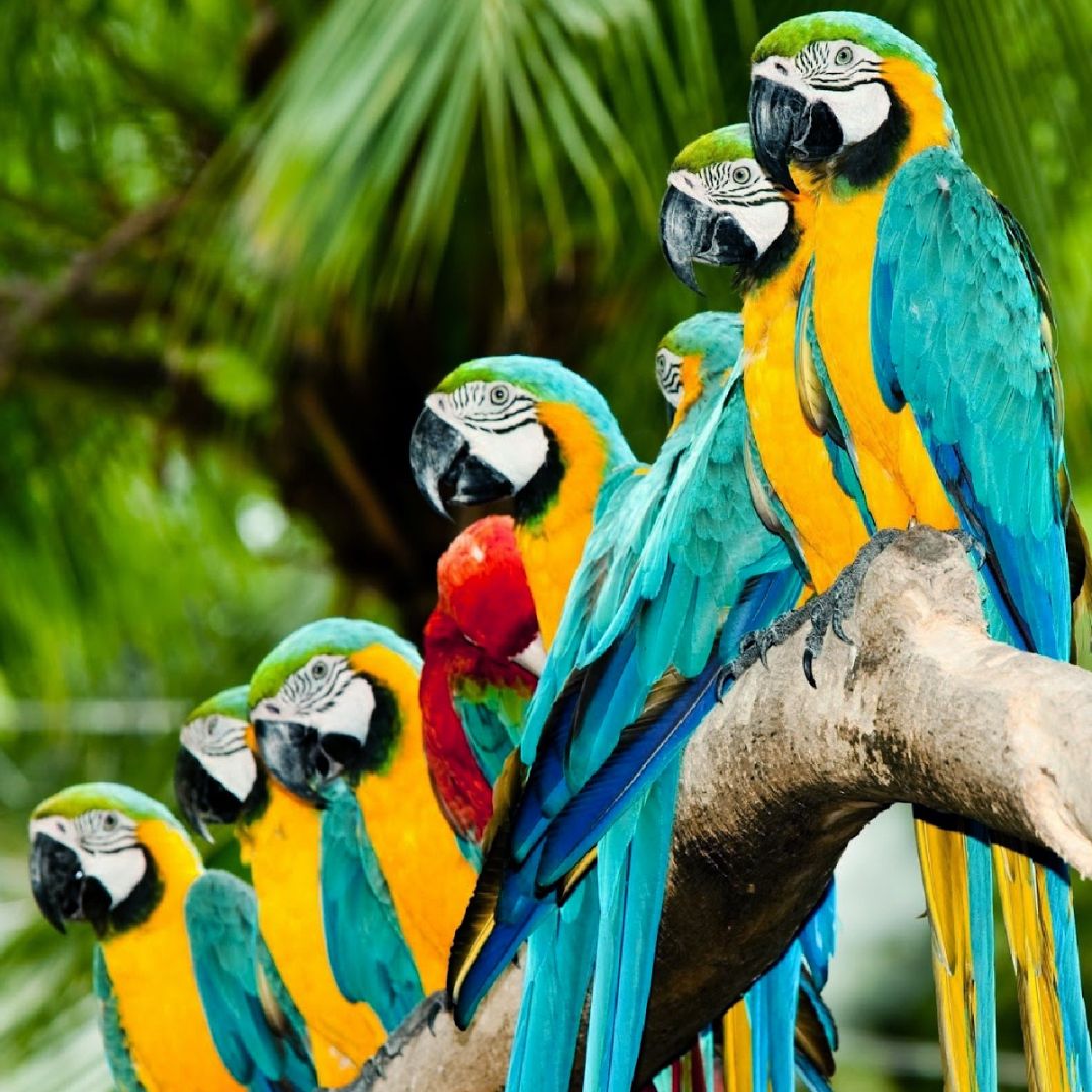 a group of colorful parrots sitting on a tree branch