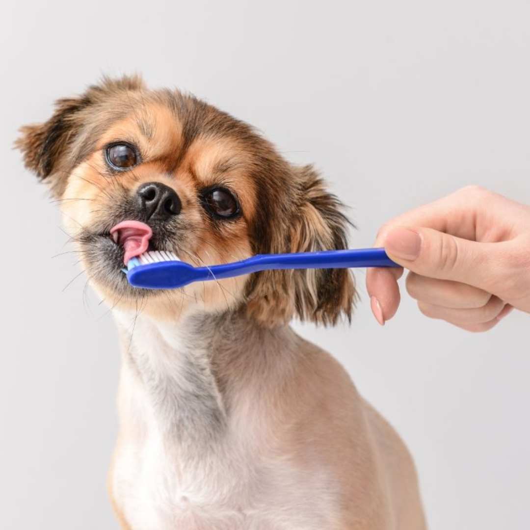 a person brushing a dog's teeth