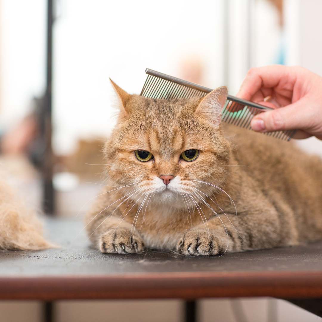 a person combing a cat's fur with a comb