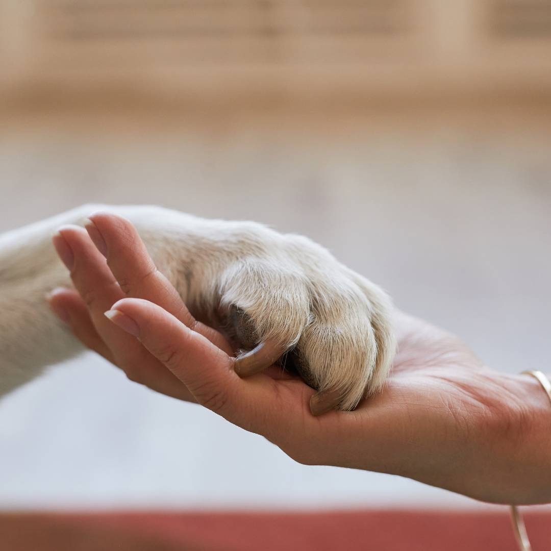 a person holding the paw of a dog