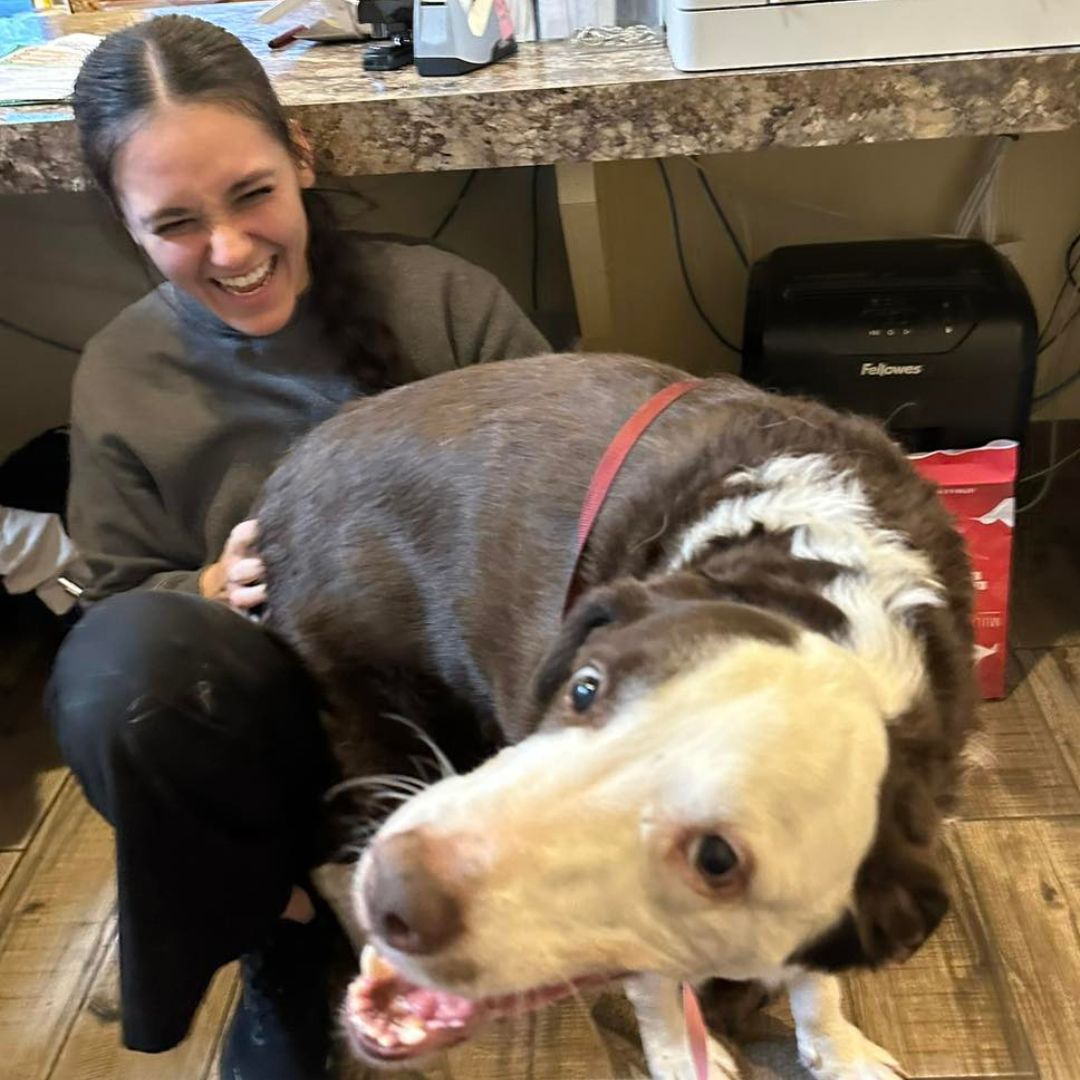 a person is petting a brown and white dog