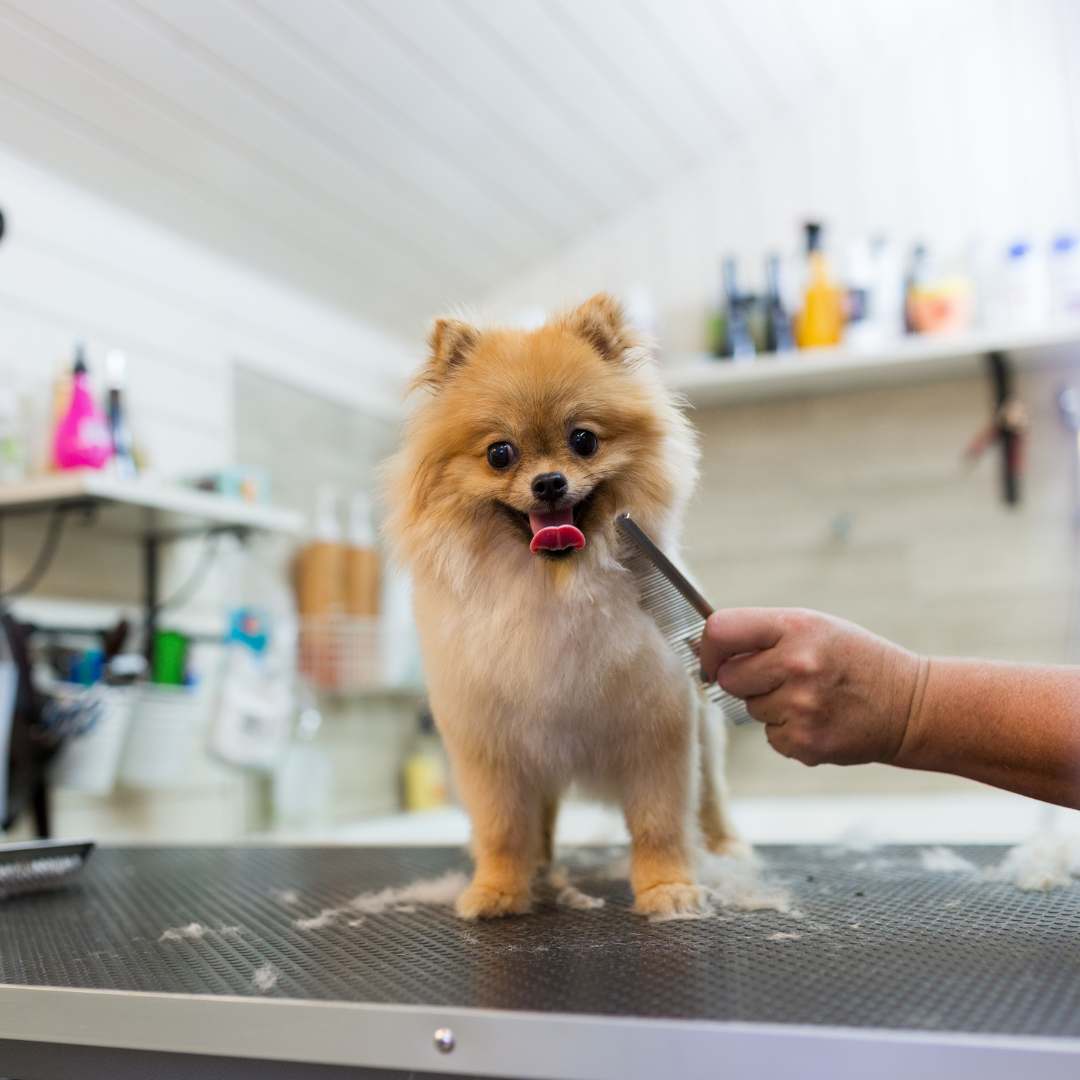 a pomeranian dog being groomed by a person