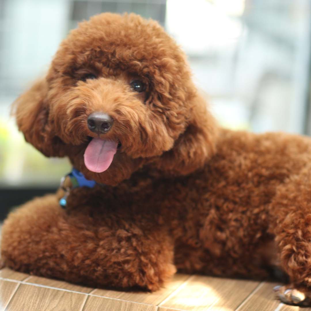 a poodle sitting on top of a wooden table