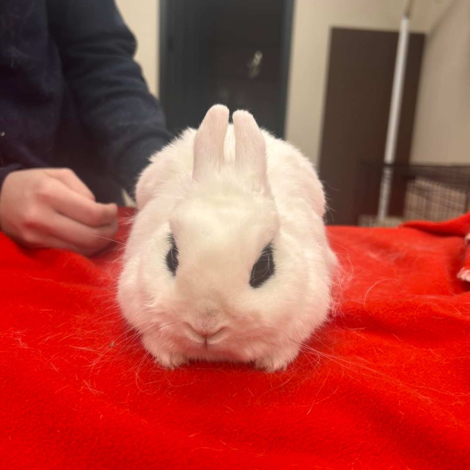 a rabbit sitting on top of a red blanket